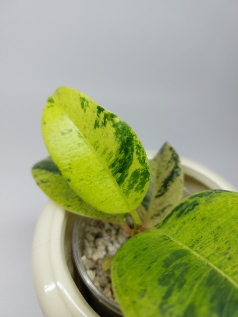 Ficus Elastica Moonshine Shivereana | Sadzonka 3 - 12cm