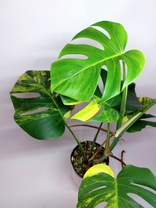 Monstera Aurea Variegata (Marmorata)