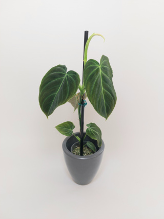 Philodendron Splendid | 40cm