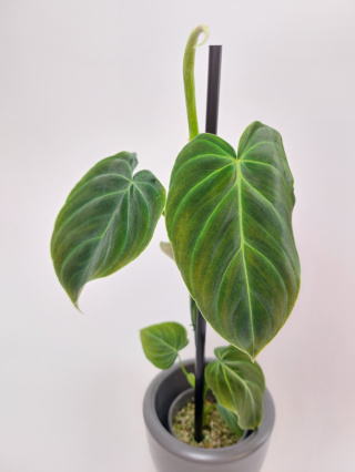 Philodendron Splendid | 40cm