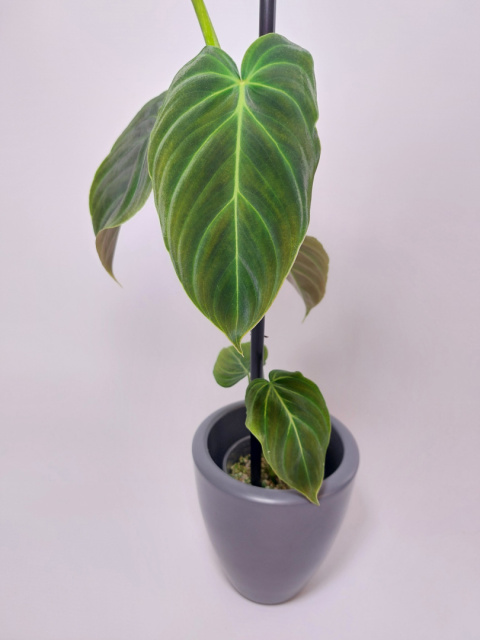 Philodendron Splendid | 40cm