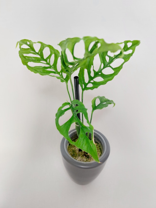 Monstera Obliqua Peru | Sadzonka 3 - 30cm