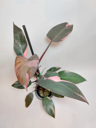 Philodendron Pink Princess | Sadzonka 1 - 45cm