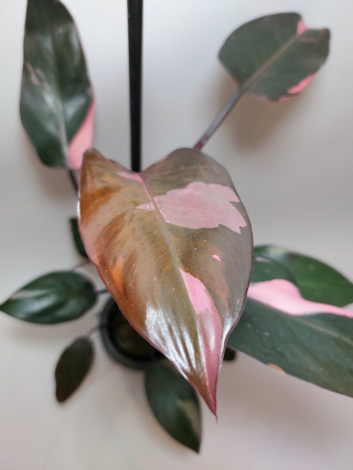 Philodendron Pink Princess | Sadzonka 1 - 45cm