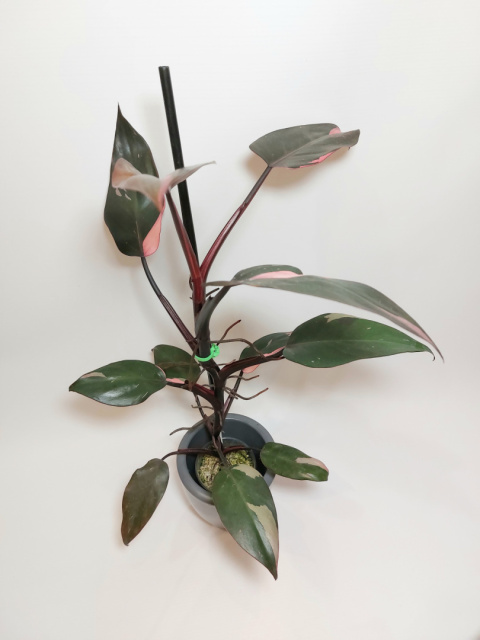 Philodendron Pink Princess | Sadzonka 1 |  45cm