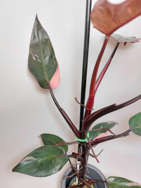 Philodendron Pink Princess | Sadzonka 1 |  45cm