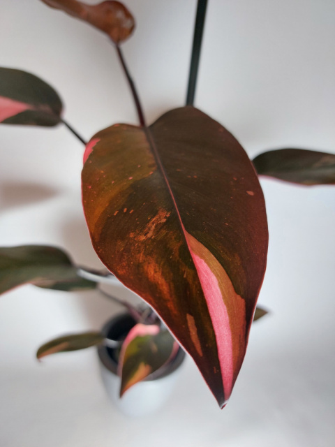 Philodendron Pink Princess | Sadzonka 1 |  45cm