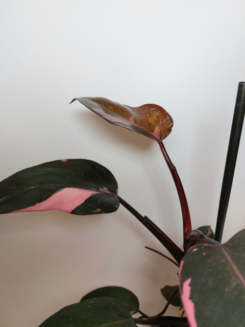 Philodendron Pink Princess | Sadzonka 1 - 45cm