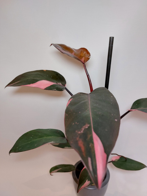 Philodendron Pink Princess | Sadzonka 1 - 45cm