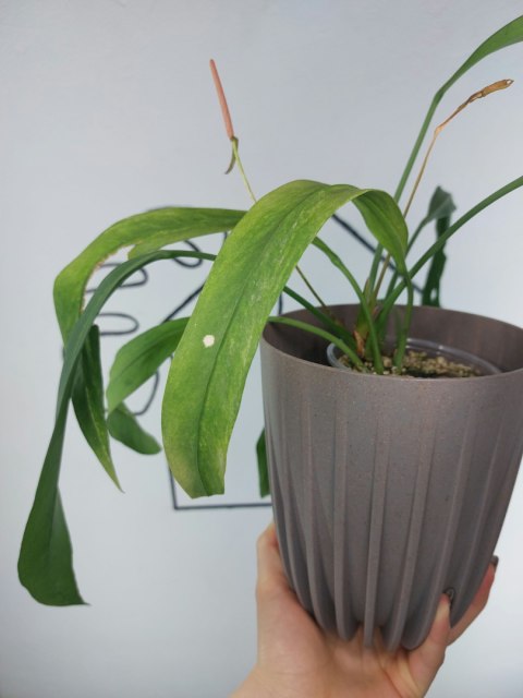 Anthurium Vittarifolium Variegata | Sadzonka 1 | 30cm