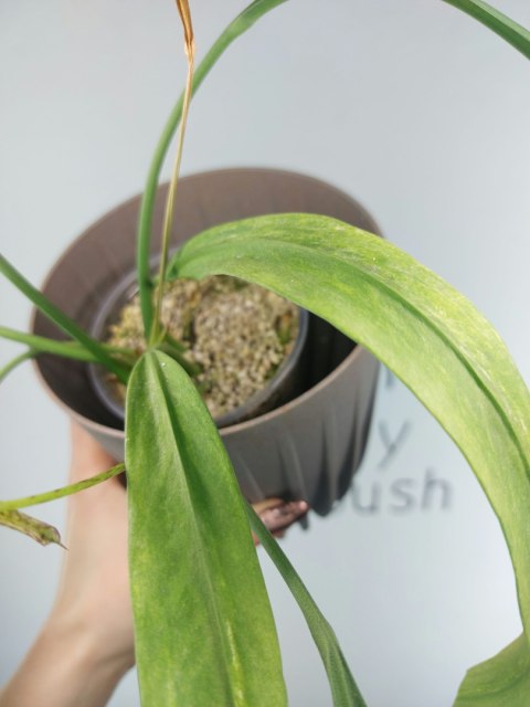 Anthurium Vittarifolium Variegata | Sadzonka 1 | 30cm