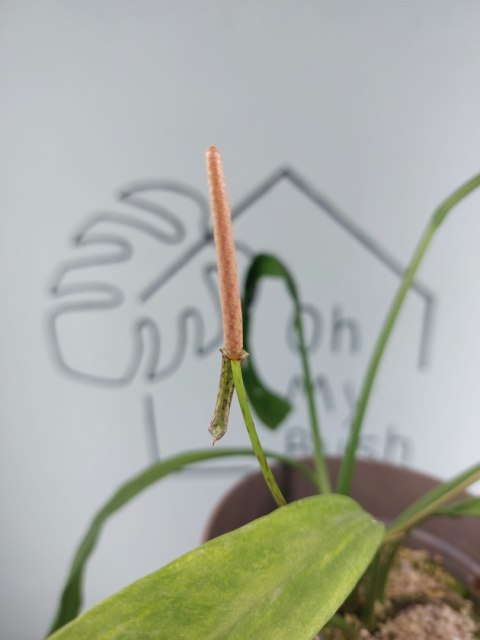 Anthurium Vittarifolium Variegata | Sadzonka 1 | 30cm