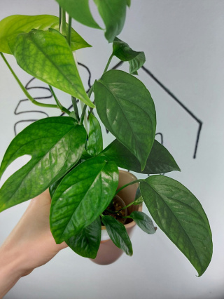 Epipremnum Pinnatum | 40-45cm