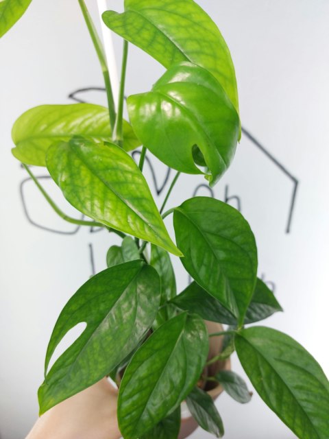 Epipremnum Pinnatum | 40-45cm