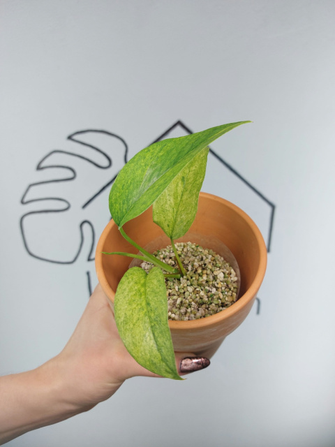 Epipremnum Pinnatum Mint | Sadzonka 1 | 20cm