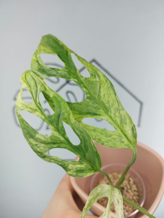 Monstera Adansonii Indonesian Marble Variegata | Sadzonka 23 | 25cm