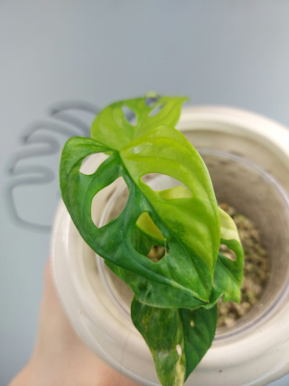 Monstera Adansonii Variegata | Sadzonka 6 | 15cm