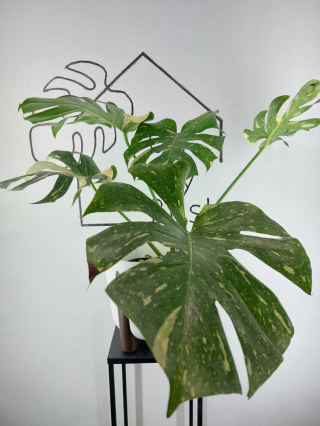 Monstera Thai Constellation | Sadzonka 24 | 60cm