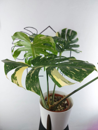 Monstera Thai Constellation | Sadzonka 25 | 65cm