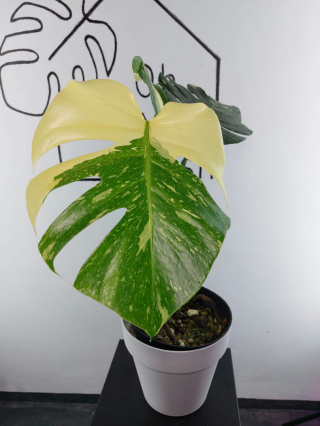 Monstera Thai Constellation | Sadzonka 26 | 50cm