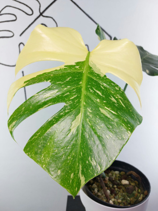 Monstera Thai Constellation | Sadzonka 26 | 50cm