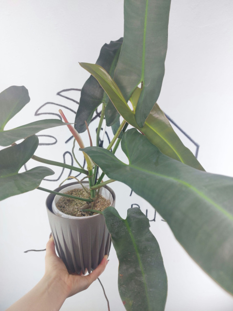 Philodendron Atabapoense XXL | 60-70cm