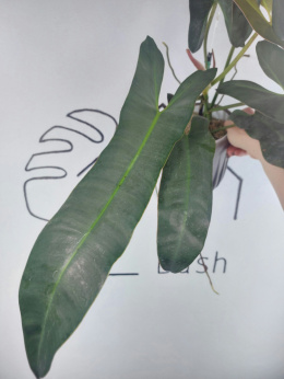 Philodendron Atabapoense XXL | 60-70cm