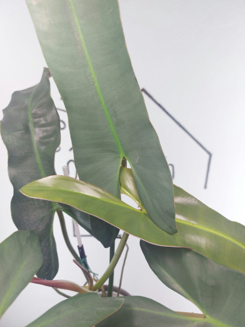 Philodendron Atabapoense XXL | 60-70cm