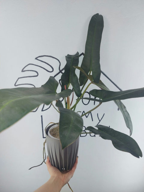 Philodendron Atabapoense XXL | 60-70cm