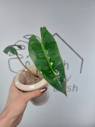 Philodendron Billietiae | 20-25cm