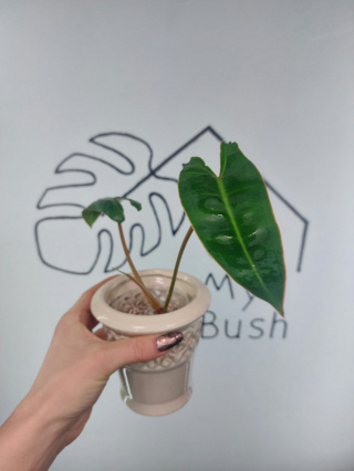 Philodendron Billietiae | 20-25cm