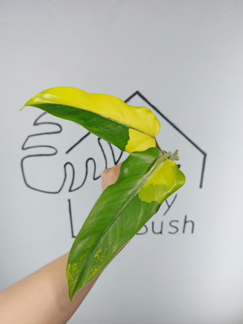 Philodendron Domesticum Variegata | Szczyt 1