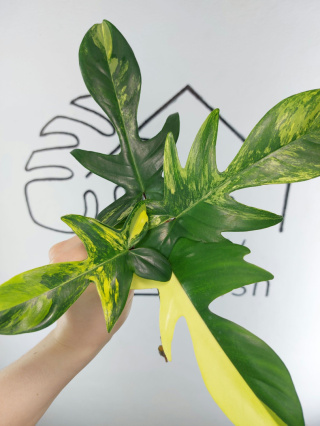 Philodendron Florida Beauty | Pędówka