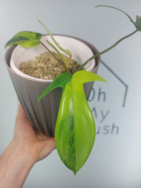 Philodendron Florida Beauty | Sadzonka 11 | 20cm