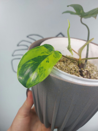 Philodendron Florida Beauty | Sadzonka 11 | 20cm