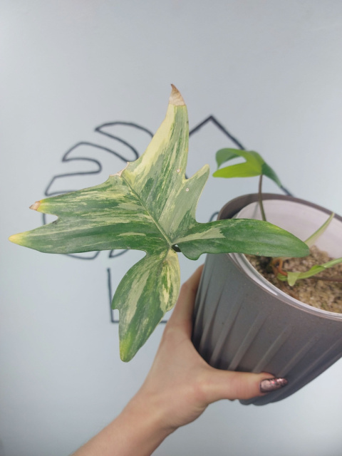 Philodendron Florida Beauty | Sadzonka 11 | 20cm