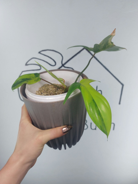 Philodendron Florida Beauty | Sadzonka 11 | 20cm