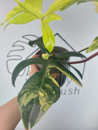 Philodendron Florida Beauty | Sadzonka 13 | 40cm