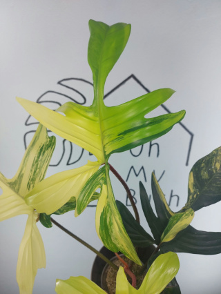 Philodendron Florida Beauty | Sadzonka 13 | 40cm