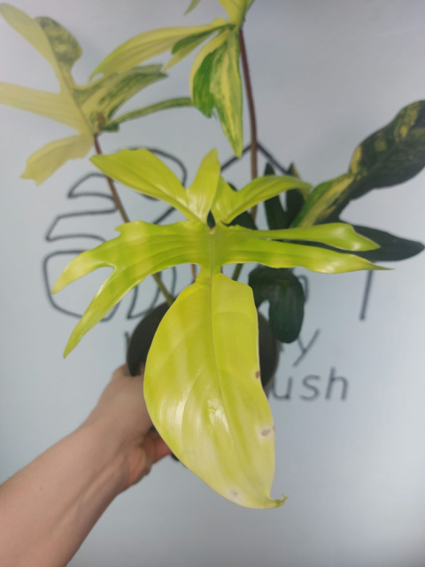 Philodendron Florida Beauty | Sadzonka 13 | 40cm