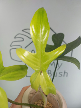 Philodendron Florida Ghost | 30-35cm