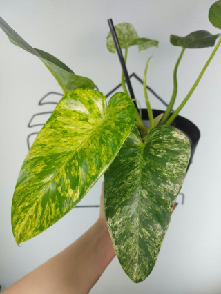 Philodendron Giganteum Variegata | Sadzonka 6 | 35cm