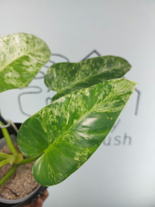 Philodendron Giganteum Variegata | Sadzonka 6 | 35cm