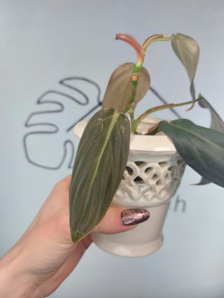 Philodendron Gigas | 15-20cm