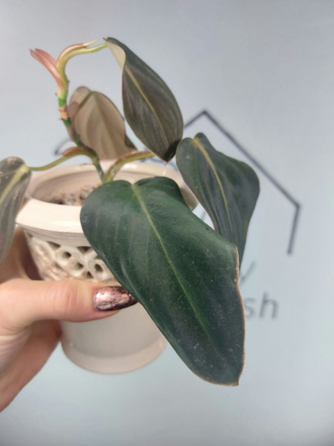 Philodendron Gigas | 15-20cm