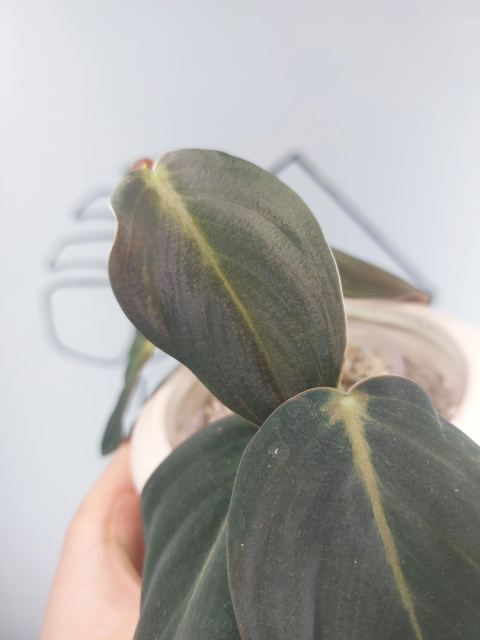 Philodendron Gigas | 15-20cm