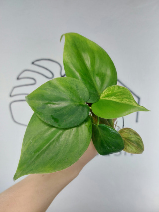 Philodendron Hederaceum var. Oxycardium Variegata | Pędówka z młodym listkiem