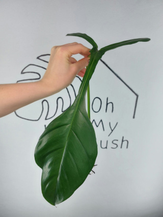 Philodendron Joepii | Pędówka XXL