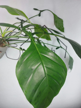 Philodendron Joepii XXL | 55-65cm