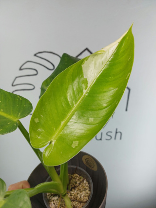 Philodendron Jose Buono | Sadzonka 3 | 35cm